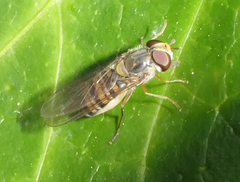 Episyrphus balteatus