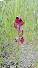 Serapias cordigera