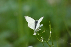 Pieris napi