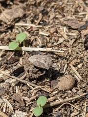 Prionosoma podopioides