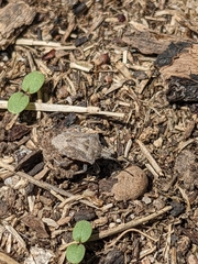 Prionosoma podopioides