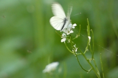 Pieris napi