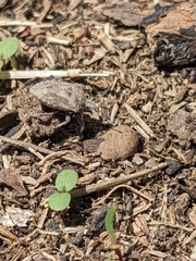 Prionosoma podopioides