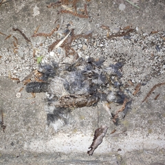 Caprimulgus europaeus