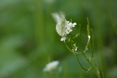 Pieris napi