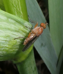 Tetanocera