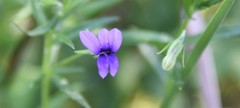 Monopsis stellarioides