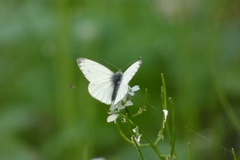 Pieris napi