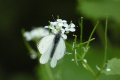 Pieris napi