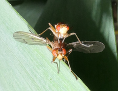 Tetanocera