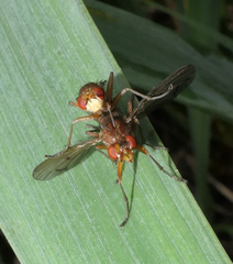 Tetanocera