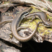 Southern Water Skink - Photo (c) Matt Campbell, some rights reserved (CC BY-NC), uploaded by Matt Campbell