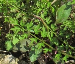 Cardamine impatiens