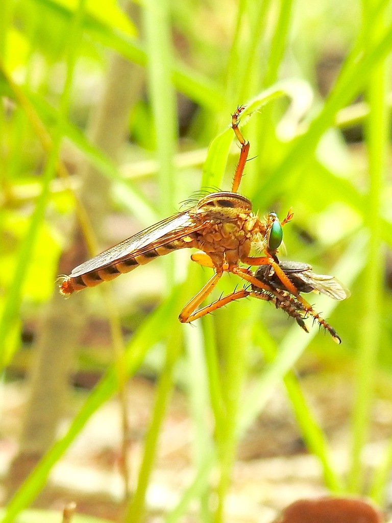Black-banded Hanging Thief