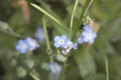 Myosotis arvensis