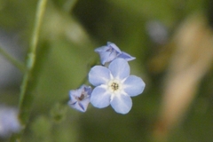 Myosotis arvensis