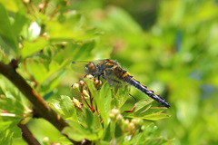 Leucorrhinia rubicunda