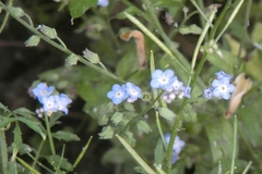 Myosotis arvensis