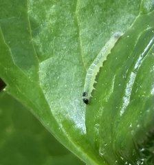 Agonopterix senicionella
