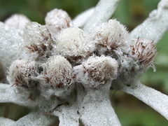Leontopodium leontopodioides