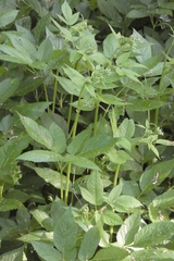 Aegopodium podagraria