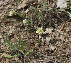 Trifolium virginicum