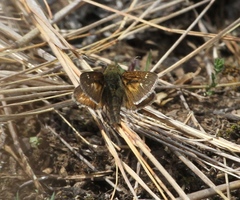 Hesperia metea