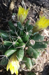 Mammillaria longimamma