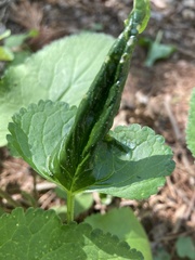 Agonopterix senicionella