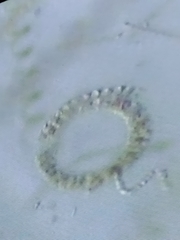 Eucampia zodiacus