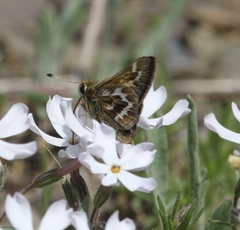 Hesperia metea
