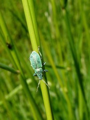 Phyllobius maculicornis