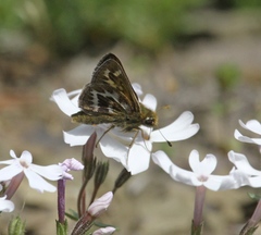 Hesperia metea