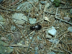 Carabus depressus