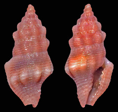 Lienardia