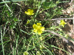 Potentilla humifusa