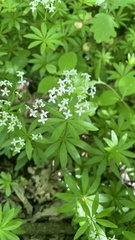 Galium sylvaticum