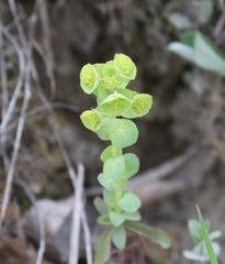 Euphorbia commutata