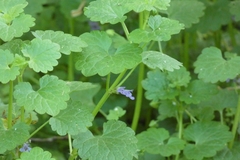 Glechoma hederacea