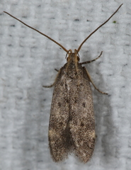 Neodactylota