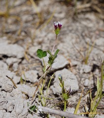 Trifolium variegatum geminiflorum