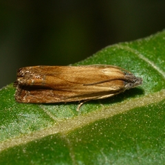 Eucosma umbrastriana