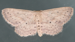 Scopula aemulata