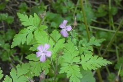 Geranium robertianum