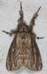 Dasychira atrivenosa