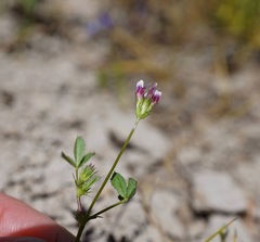 Trifolium variegatum geminiflorum