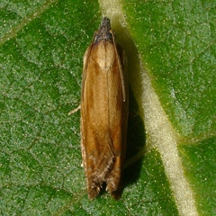 Eucosma umbrastriana