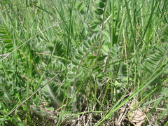 Astragalus dasyanthus