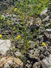 Erysimum repandum
