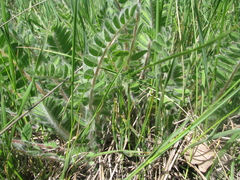 Astragalus dasyanthus